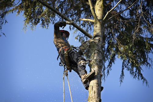 Baum- und Heckenrodung